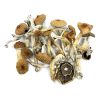 Blue Meanie Mushroom