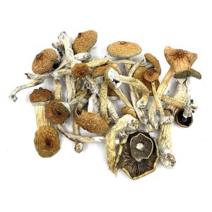 Blue Meanie Mushroom