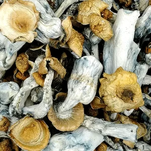Hillbilly Gold Magic Mushrooms
